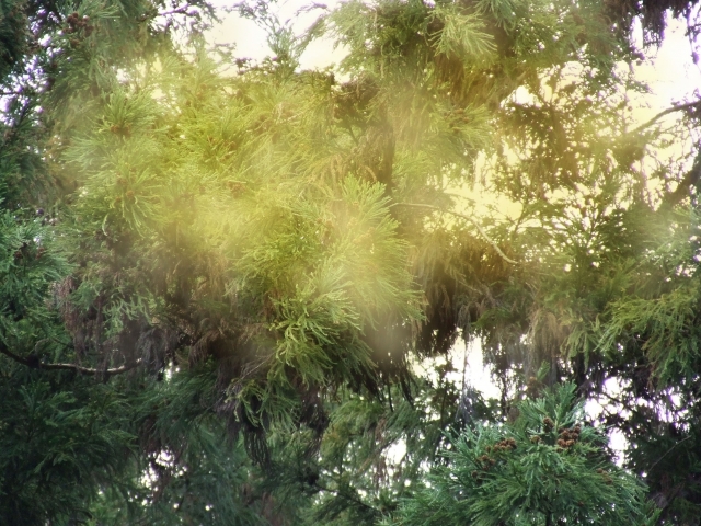 花粉から車内を守れ 入れない 追い出す花粉症対策とは Auto Messe Web カスタム アウトドア 福祉車両 モータースポーツなどのカーライフ情報が満載