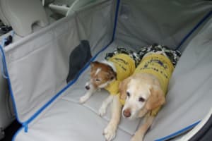 100均でも買える 車内のイヤなニオイを消臭する方法とオススメのアイテム Auto Messe Web カスタム アウトドア 福祉車両 モータースポーツなどのカーライフ情報が満載