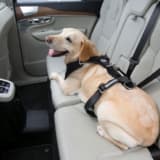 【画像】愛犬にもシートベルト着用！ペットとのクルマ移動で気を付けるべき点8つ 〜 画像9