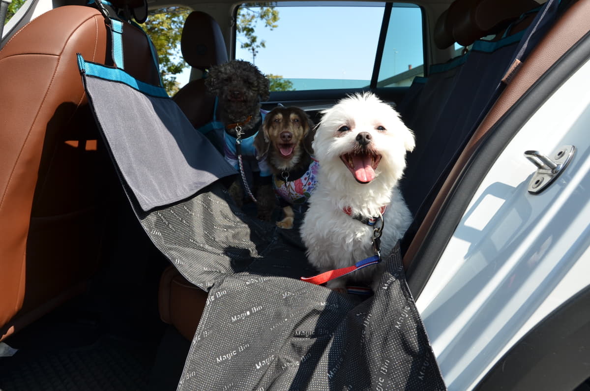 ペットの犬とドライブに行く時の注意点 〜 画像3