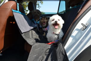 【画像】ヨダレやあくびは危険信号！ 愛犬とのドライブを快適に過ごすプロ直伝のマル秘テク 〜 画像3