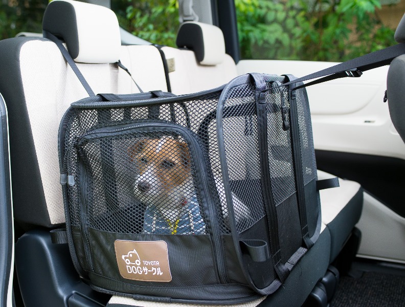 愛犬にもシートベルト着用 ペットとのクルマ移動で気を付けるべき点8つ Auto Messe Web カスタム アウトドア 福祉車両 モータースポーツなどのカーライフ情報が満載