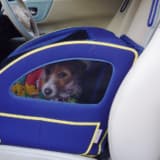 【画像】愛犬にもシートベルト着用！ペットとのクルマ移動で気を付けるべき点8つ 〜 画像5