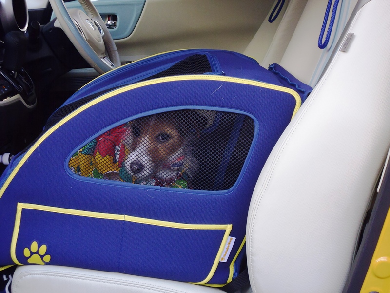愛犬にもシートベルト着用 ペットとのクルマ移動で気を付けるべき点8つ Auto Messe Web カスタム アウトドア 福祉車両 モータースポーツなどのカーライフ情報が満載 愛犬にもシートベルト着用 ペットとのクルマ移動で気を付けるべき点8つ Auto Messe Web カスタム アウトドア 福祉車両 モータースポーツなどのカーライフ情報が満載