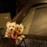 ペット同伴OKのキャンプ場やフェリーが増加！ プロが教える「愛犬・愛猫と泊まる宿泊施設でのマナーとルール」