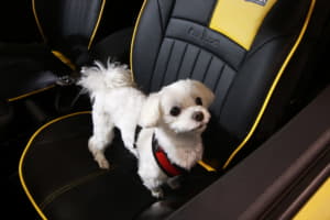【画像】愛犬を膝に乗せて走ると道交法違反！ ペットと安全にドライブするための対策グッズ 〜 画像5