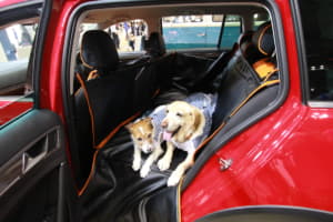 【画像】愛犬を膝に乗せて走ると道交法違反！ ペットと安全にドライブするための対策グッズ 〜 画像7