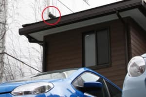 鳥のフン害に憤慨 たった１時間放置しても危険 クルマの お肌 を守る方法とは Auto Messe Web カスタム アウトドア 福祉車両 モータースポーツなどのカーライフ情報が満載