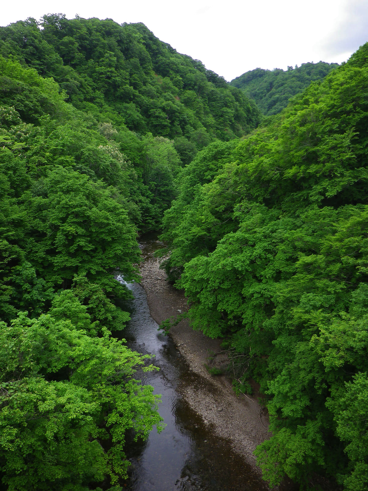 日本は国土の60%以上もが森林である
