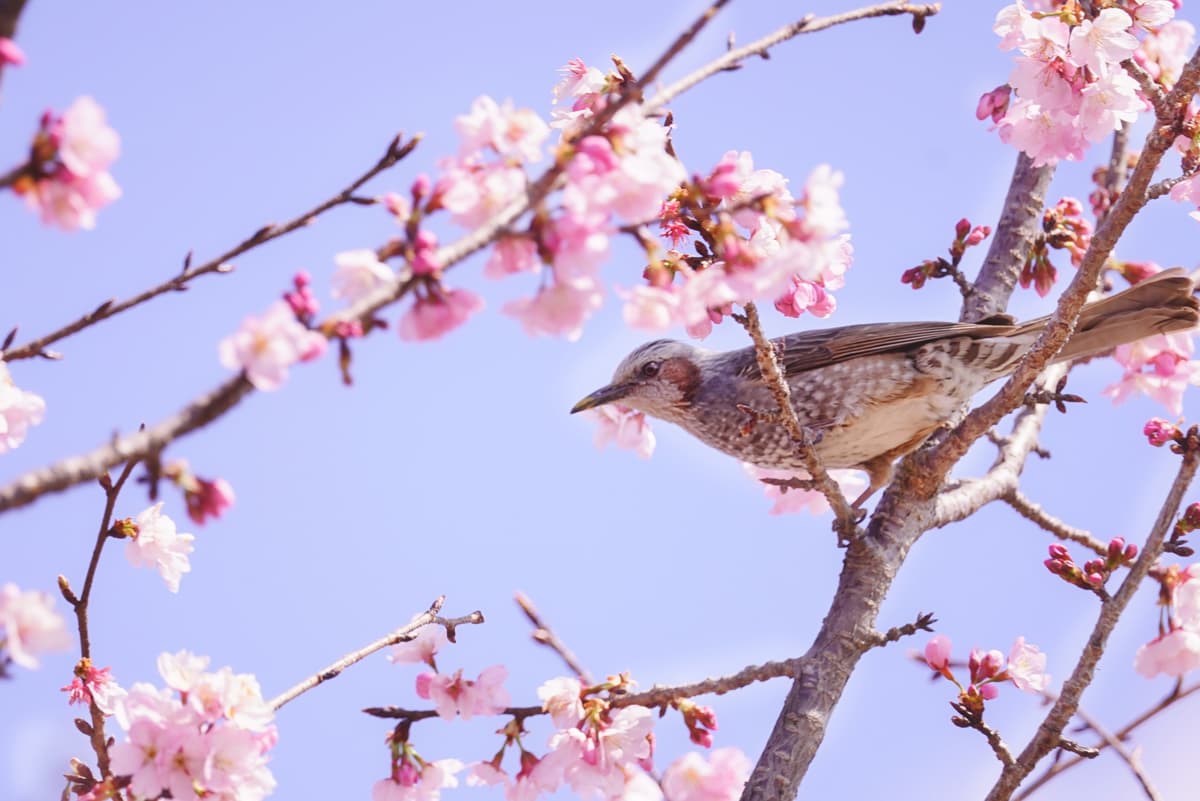 ツグミなど野鳥も活性化する春バードウォッチングにいい