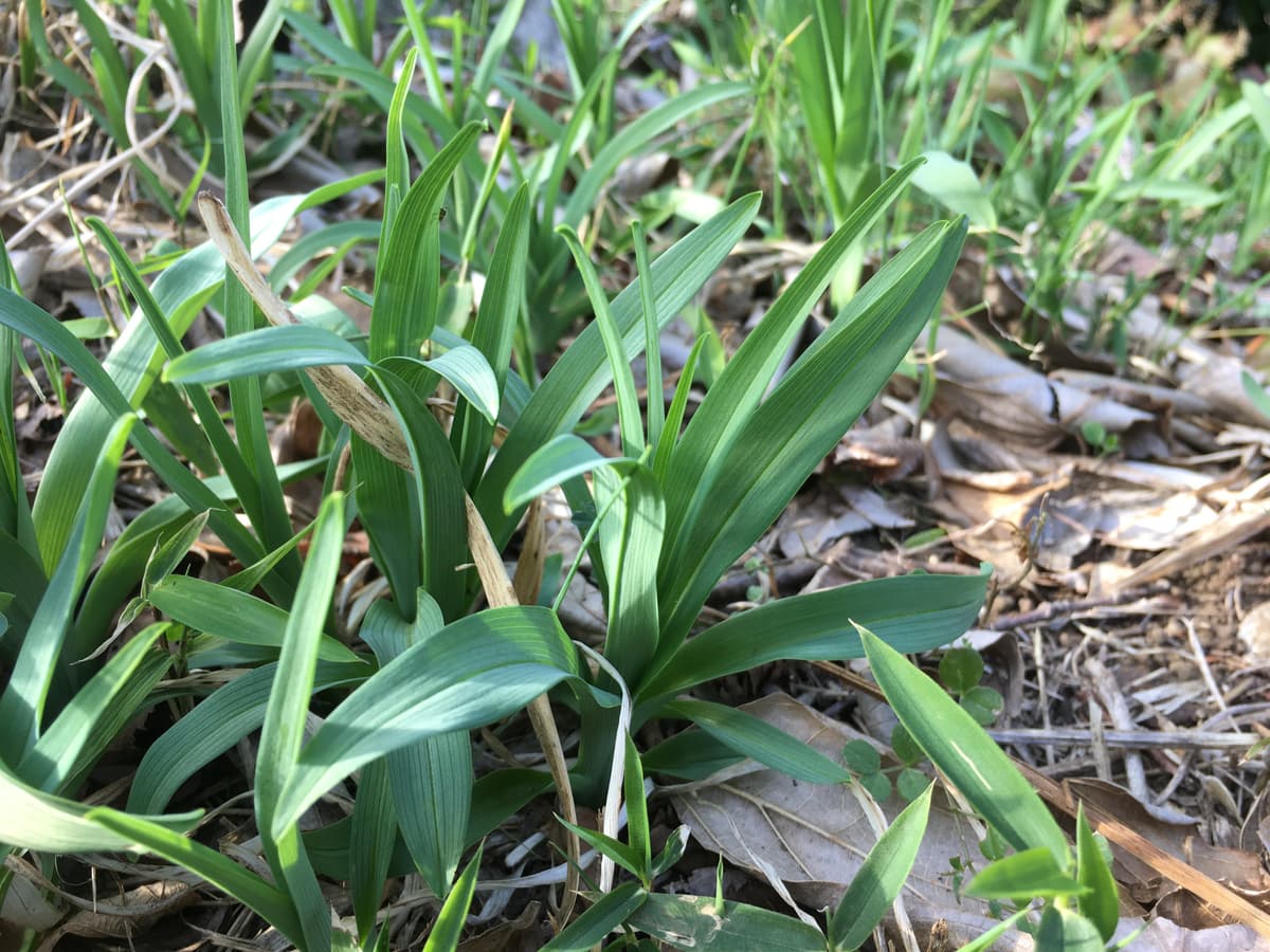 命を落とす危険も 山菜採り を楽しむために気をつけるべき ４つ の盲点 画像1 Auto Messe Web カスタム アウトドア 福祉車両 モータースポーツなどのカーライフ情報が満載