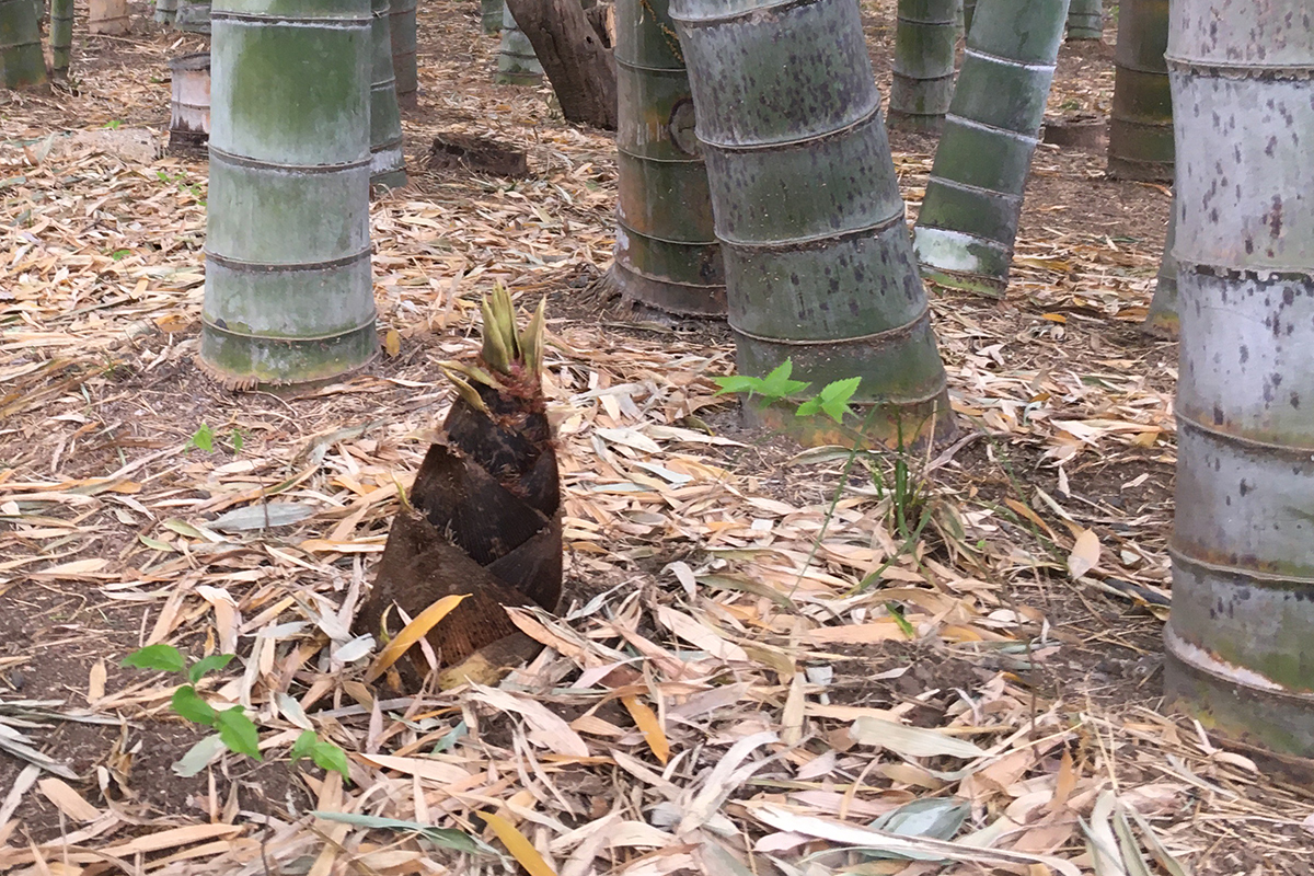 命を落とす危険も 山菜採り を楽しむために気をつけるべき ４つ の盲点 Auto Messe Web カスタム アウトドア 福祉車両 モータースポーツなどのカーライフ情報が満載