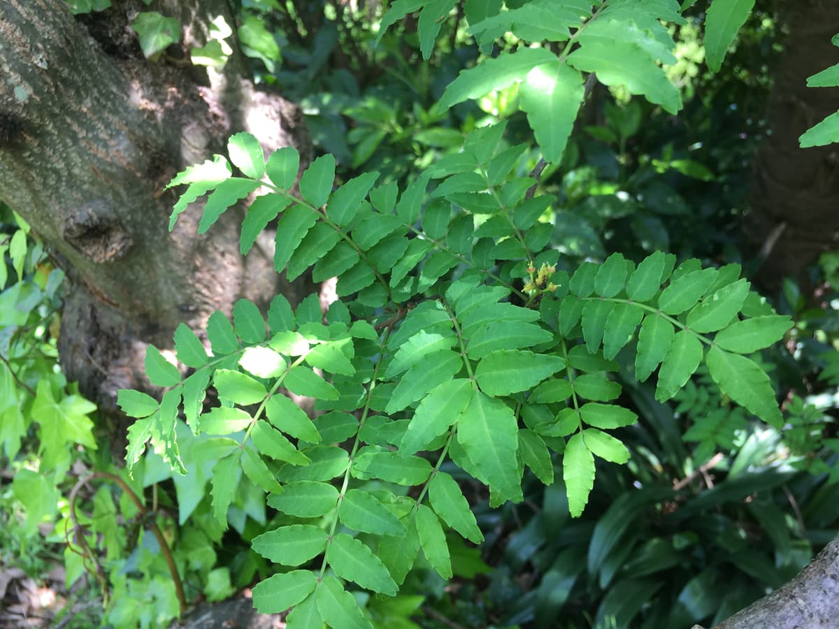 命を落とす危険も 山菜採り を楽しむために気をつけるべき ４つ の盲点 画像1 Auto Messe Web カスタム アウトドア 福祉車両 モータースポーツなどのカーライフ情報が満載