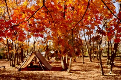紅葉の中のエモいキャンプ