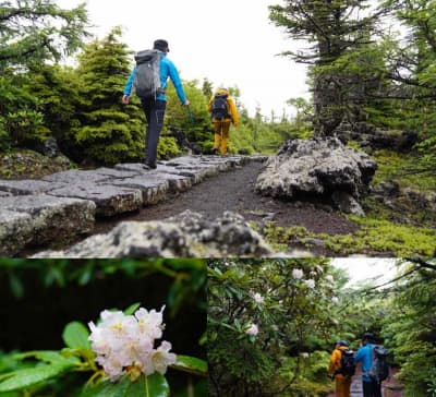 登山道で可憐に咲くハクサンシャクナゲ