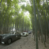 最後は若竹の森をドライブ