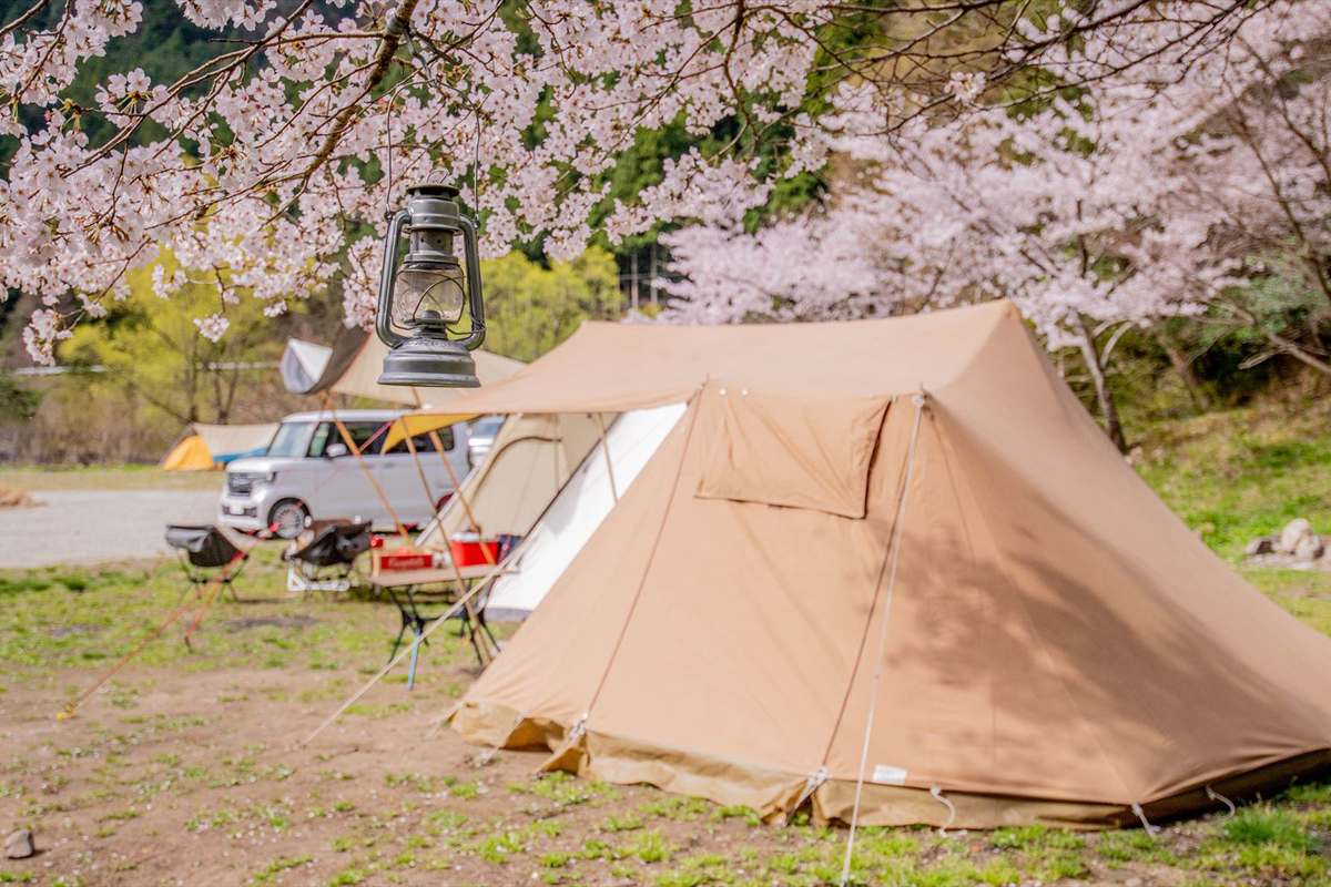 エリアごとの桜の開花予想に合わせてキャンプのスケジュールを