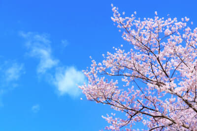 桜の開花予想を今からチェックしておこう