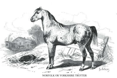 かつてノーフォーク・トロッター／ヨークシャー・トロッターという品種の馬が「ロードスター」と呼ばれていた