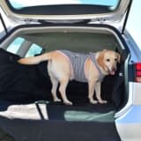 VWゴルフヴァリアントの荷室で佇む愛犬