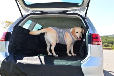 VWゴルフヴァリアントの荷室で佇む愛犬