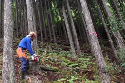 日本の森林面積の約40％が人工林。国産木材の需要が減り、手入れがされない森林が増加した
