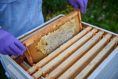 わずか2箱から始まった養蜂も今年40万匹の仲間が加わり、合計100万匹の大集団へと成長した