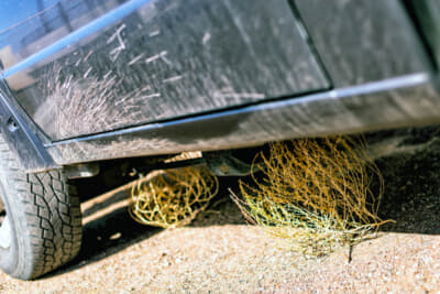 西部劇などでお馴染みの草がコロコロ転がるシーン。タンブルウィードと呼ばれておりアリゾナでは秋から冬にかけて頻繁に見かける