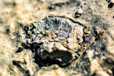 どこかのビューポイントで見つけた化石。グランドキャニオンが形成され始めたころは高原、海だったのは果たしてどれほど前だろう