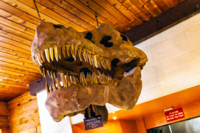 アリゾナ州の北部は恐竜の化石がよく発掘されるらしい。見つかった場所は不明だが屋内にはティラノサウルスの頭骨が飾ってある
