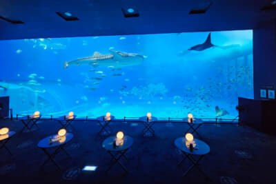 2日目の夜には沖縄を代表する大人気観光スポット「美ら海水族館」の巨大水槽前でガラ・ディナーが開催された