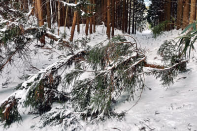 ひと冬で2～3回は遭遇する倒木。雪の重さと強風で細い木は折れてしまうようだ。春になったら切断して燃料に使わせてもらおう